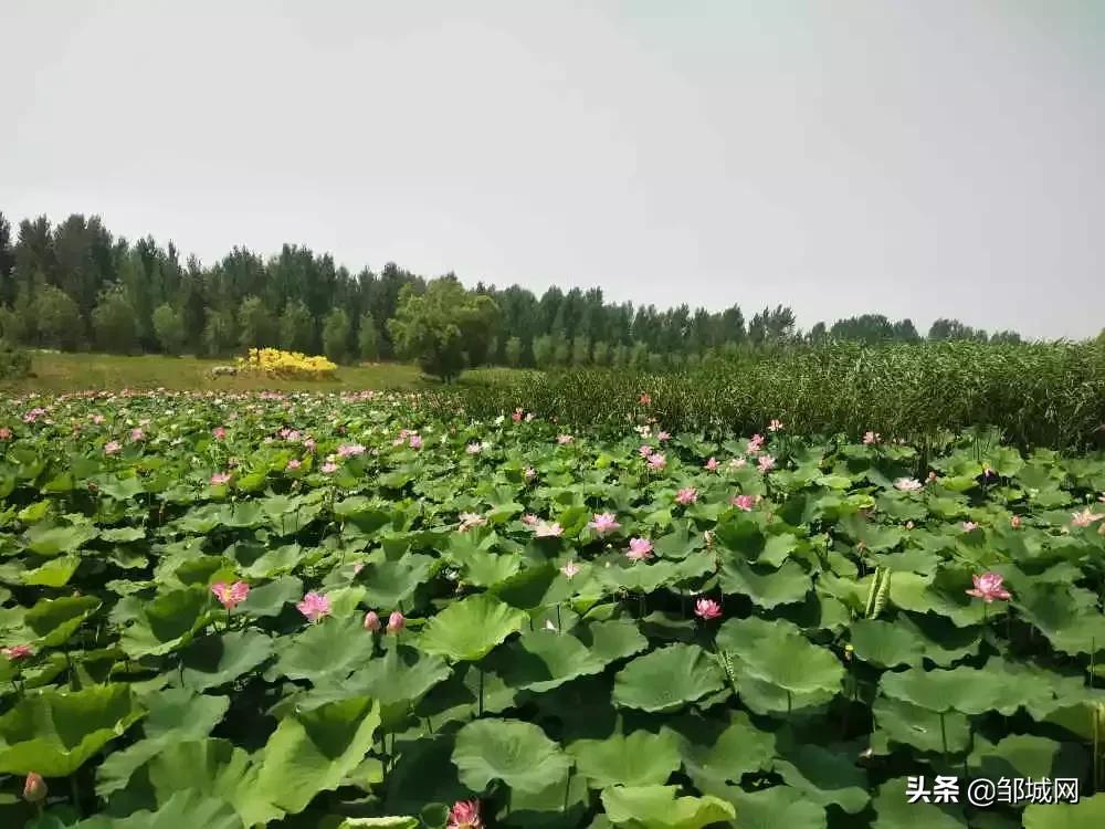 邹城最新招工信息，启程探索自然美景，寻找内心宁静的职场之路